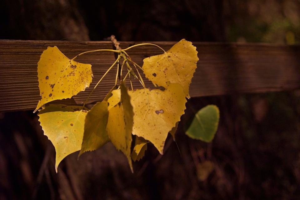 A cluster of cottonwood tree leaves had turned a golden color during a past autumn at Martin Park Nature Center.