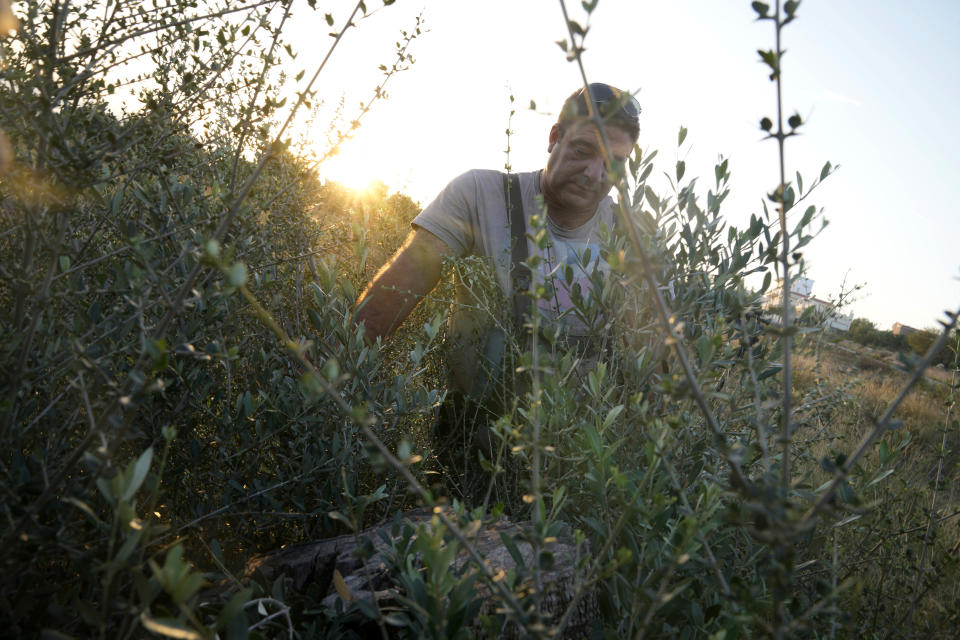 Konstantinos Markou, an olive grower, reveals the stump of an olive tree cut down by robbers, in Spata suburb, east of Athens, Greece, Tuesday, Oct. 31, 2023. Across the Mediterranean, warm winters, massive floods, and forest fires are hurting a tradition that has thrived for centuries. Olive oil production has been hammered by the effects of climate change, causing a surge in prices for southern Europe's healthy staple. (AP Photo/Thanassis Stavrakis)