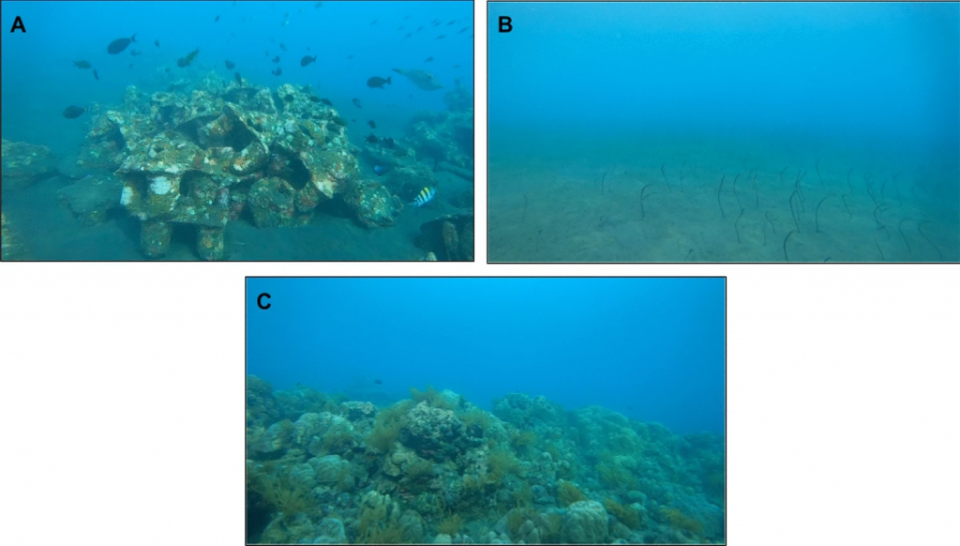 三種棲息地類型被調查，包括人工礁(A)、平坦沙床(B)和珊瑚礁(C)。（圖／《Marine Biology》）