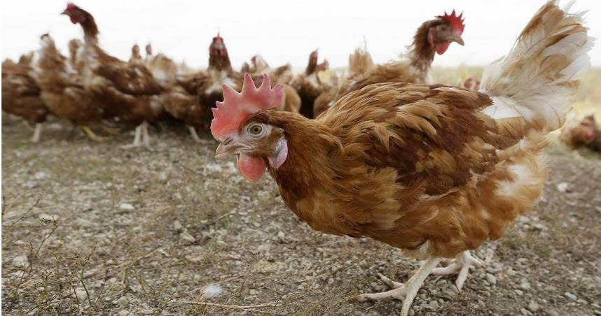金門出現國內首例H9N2禽流感。 （示意圖／非本次事件／達志／美聯社）