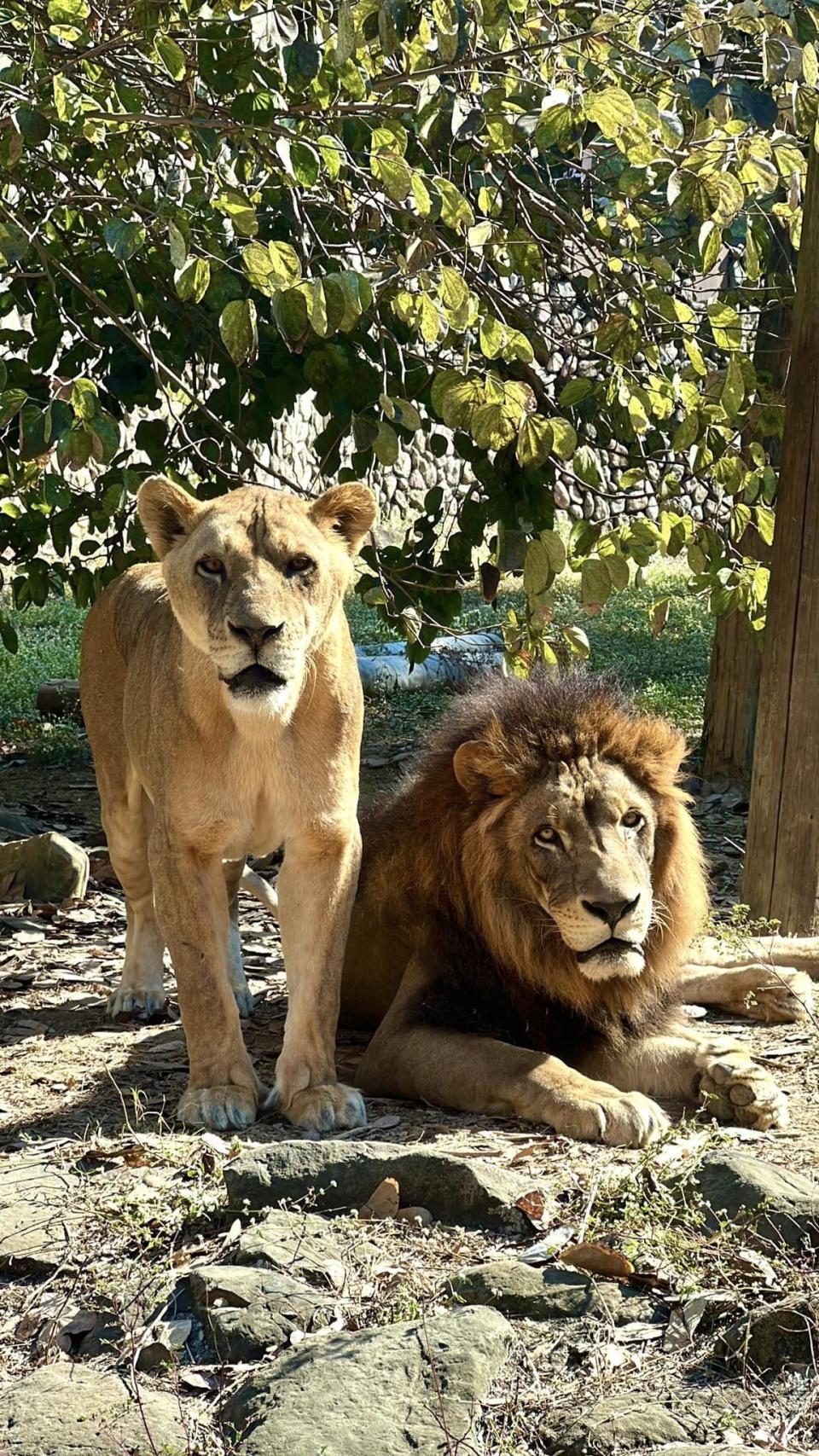 壽山動物園對於網友意見做出回應。（翻攝壽山動物園臉書）