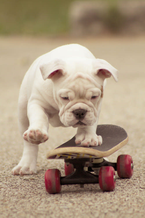 The coolest dog. He just rolls with it.