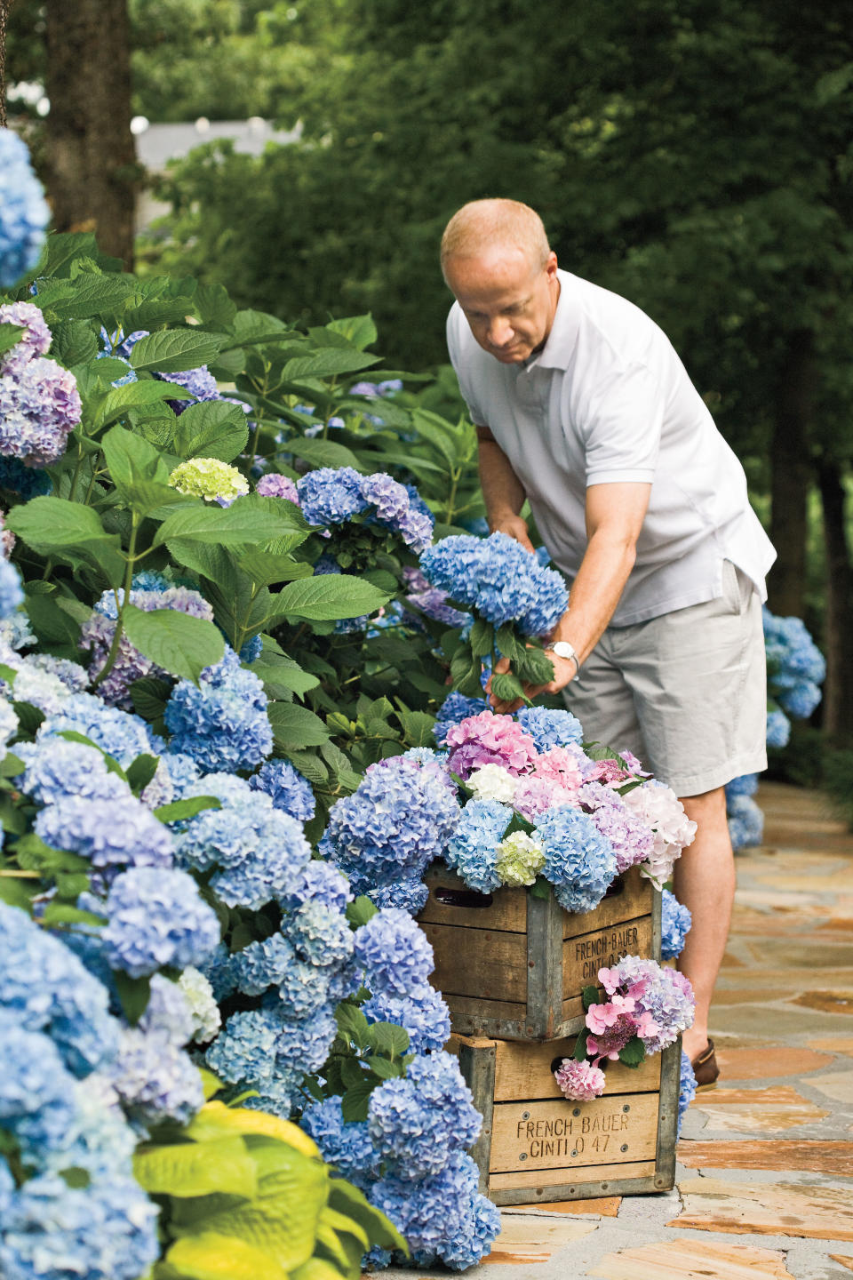 6. What’s the deal with reblooming hydrangeas?