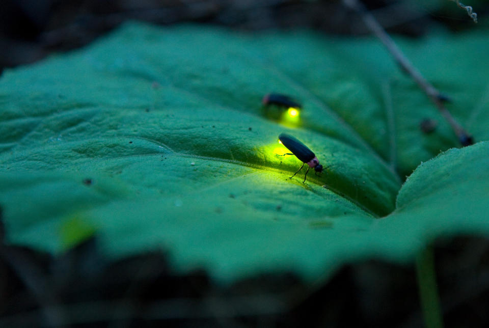 Fireflies use&nbsp;bioluminescent bursts of light to find a mate, but light pollution means it's harder for them to see each other. (Photo: tomosang via Getty Images)