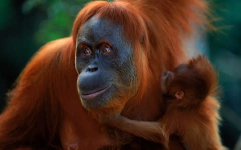 Adopt an orangutan through WWF - Credit: Anup Shah/WWF