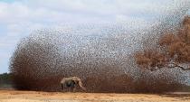 This stunning photo shows the moment a herd of elephants disturbed hundreds of red-billed queleas, small birds that weigh just 10g each, at a watering hole in East Tsavo, Kenya (Caters)