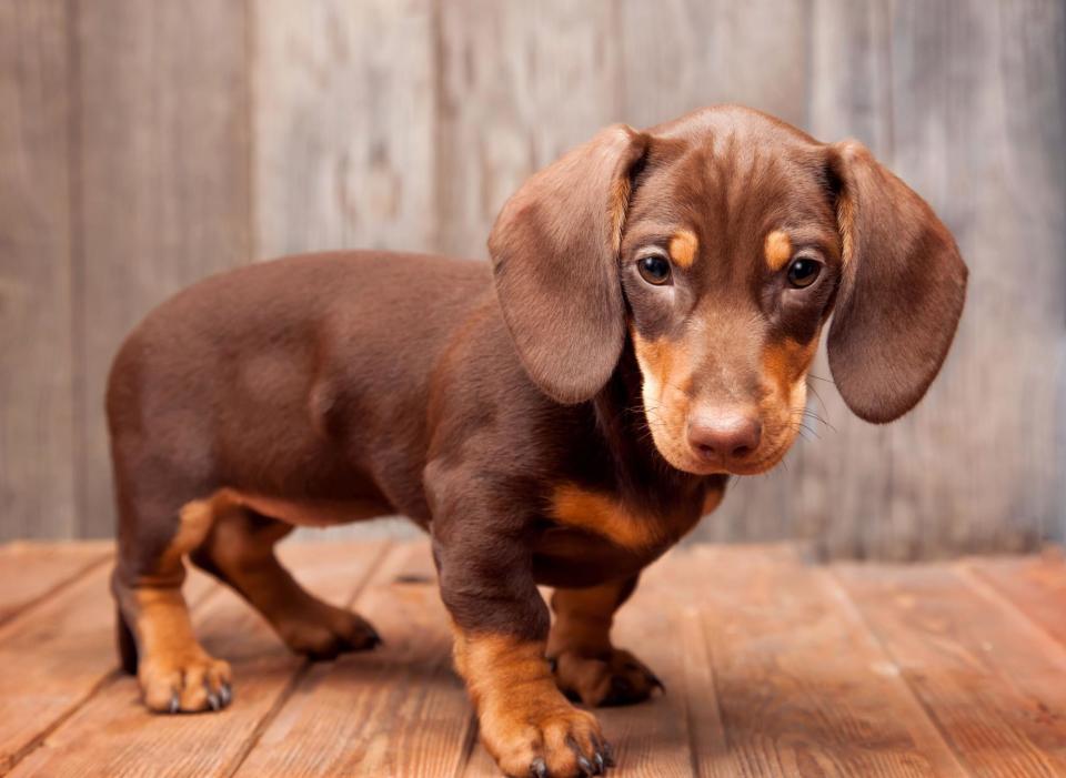 The average Dachshund  lives for between 12-16 years, but Chanel passed away in the USA in 1988 at the age of 21 years and 114 days. (Photo: Canva/Getty Images)