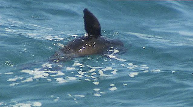 The dark fin sparked terror in beach-goers. Picture: FreeNewsAu