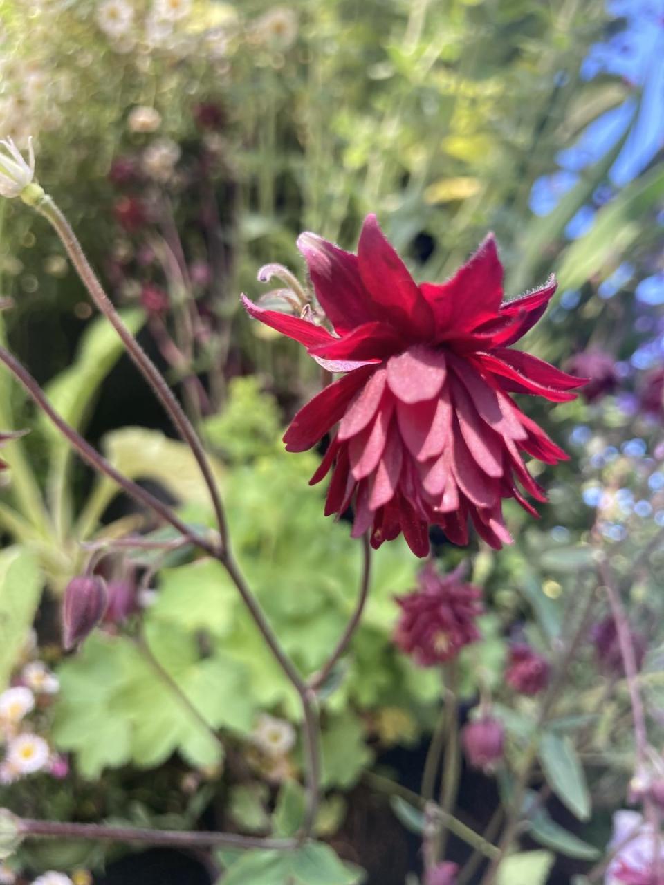 <p>Perfect for the wild style of this year's Chelsea, aquilegias bring colour and draw in the pollinators with their dainty blooms. While many gardens featured classic single varieties of Aquilegia vulgaris, it was the doubles that caught attention and stood out.</p><p>A worthy mention goes out to Aquilegia ‘Ruby Port’ that was used in the floral archway as you enter the show, in trade stand container displays, and to beautiful effect in the ethereal meadow of the Morris & Co Garden by Ruth Willmott, where the dark wine-red colouring pairs with the Papaver somniferum 'Black Peony' opium poppy.</p>