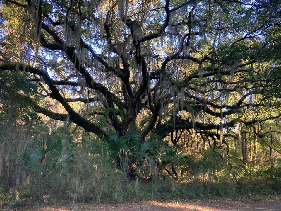 Ancient live oak tree near Gould's Cemetery at Harris Neck Wildlife Refuge.