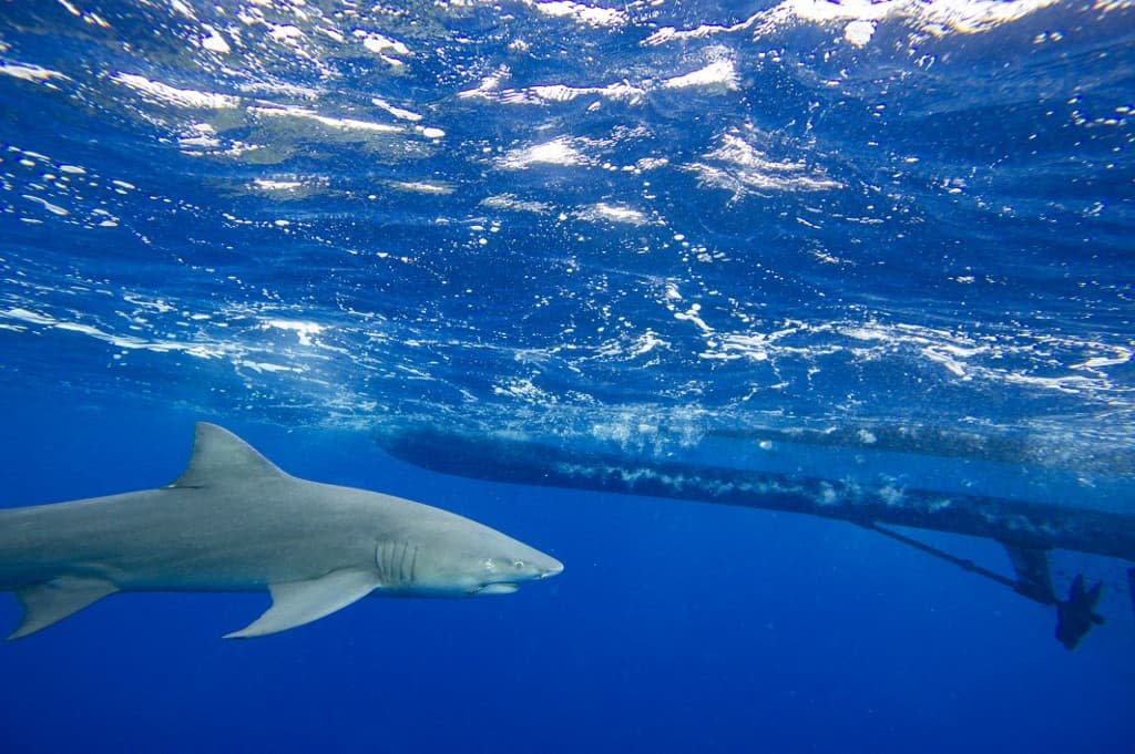 Un requin-citron photographié aux États-Unis en Floride le 11 février 2022. - JOSEPH PREZIOSO / AFP