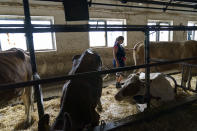 Nataliia Onatska prepares cows for milking at the KramAgroSvit dairy farm in Dmytrivka, Donetsk region, eastern Ukraine, Wednesday, Aug. 10, 2022. She's spent her entire life on a farm, calling her job "the point of my life," Onatska said. "I wish everything was like it was before and everyone had kept their jobs. It's scary to live now, I'm just living from day to day." (AP Photo/David Goldman)