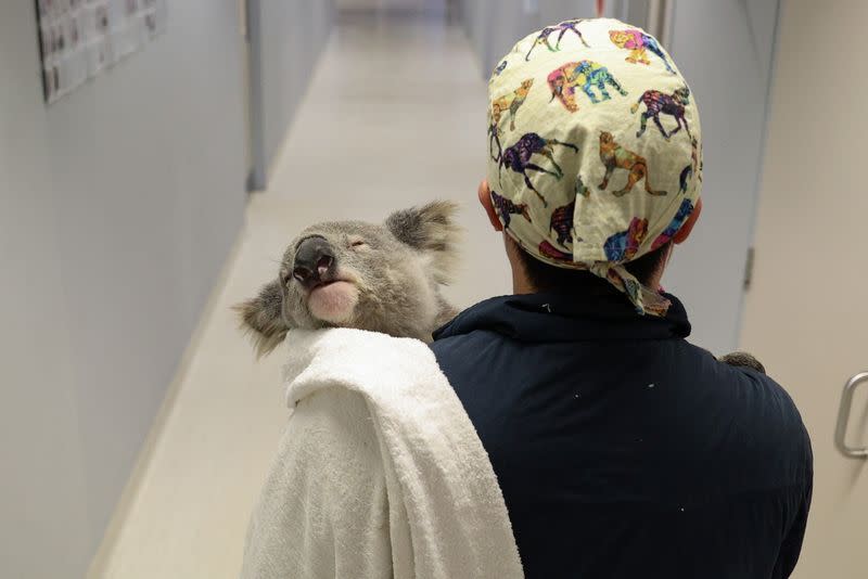 The Wider Image: From disease to bushfires, Australia's iconic koalas face bleak future