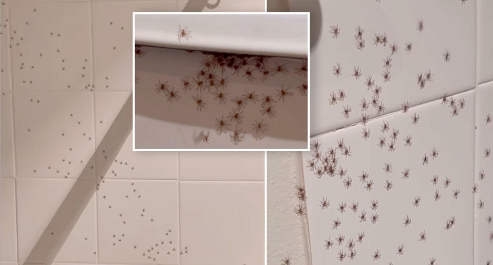 Spiders cover all the walls in the bathroom.