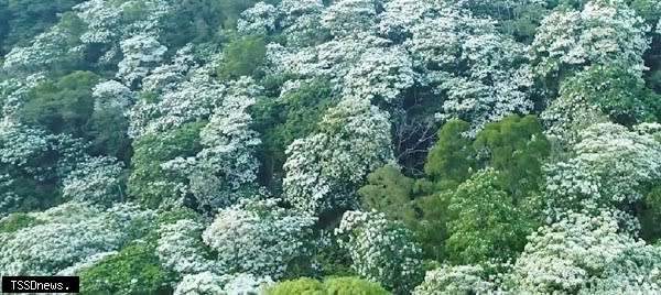 苗栗桐花季盛大登場，桐花依序綻放各處山頭，滿山綠意轉眼被雪白桐花覆蓋有如下雪一般，讓人彷彿置身雪之國度，又像白鶴站滿山頭，令人驚艷！（記者江乾松攝）