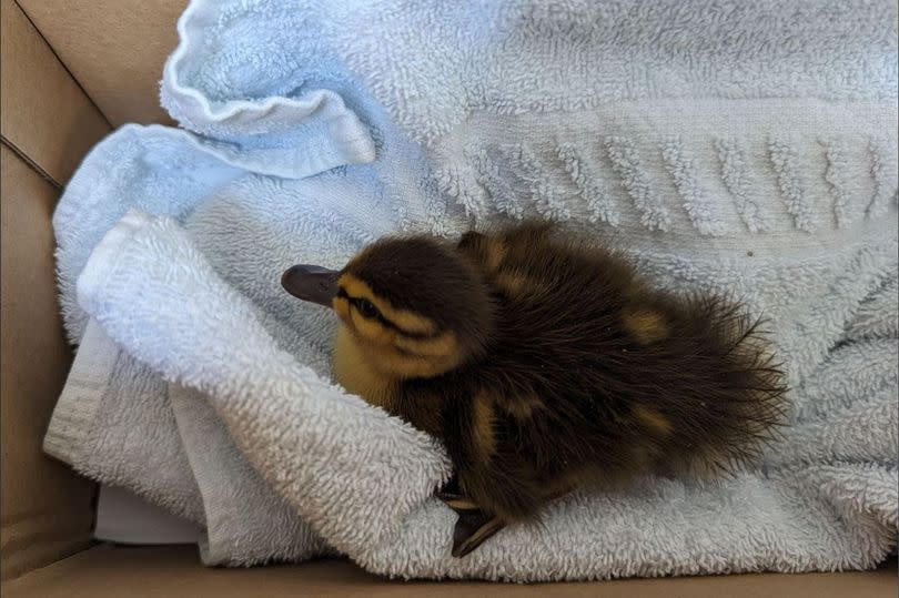 One of the cute ducklings -Credit:RSPCA