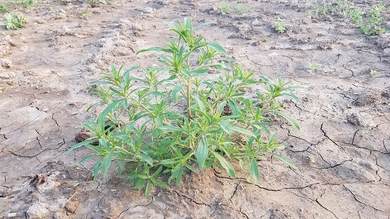 Kochia is seen in a field in Nyssa