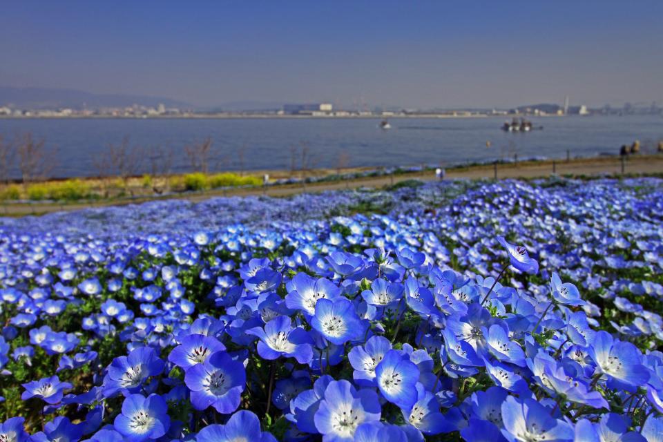 日本旅遊｜阪神賞花一日遊推介！心齋橋出發 睇勻粉藍色粉蝶花、櫻花、粉紅芝櫻/鬱金香（附粉蝶花祭詳情）