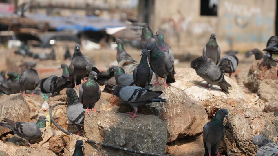 Pigeon droppings contain fungi that can cause a severe inflammation of the lungs after prolonged exposure. 