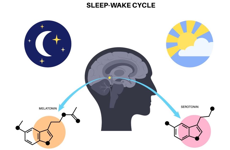 An illustration of the pineal gland and serotonin in regard to sleep/wake cycles