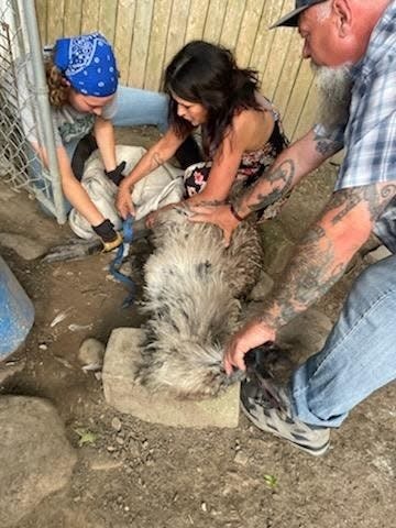 Sandy Roberto Cordasco in center works with her employee Amanda Gerold, to get her emu Vance back into his enclosure. Vance escaped last Monday and was recaptured on Sunday.