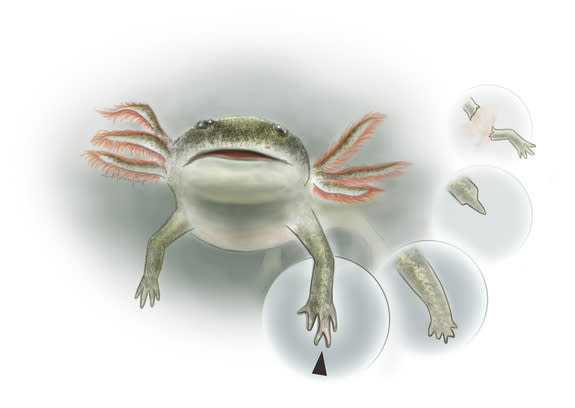 A drawing showing the different ways the regenerated limbs of the Lower Permian amphibian <i>Micromelerpeton</i> could grow, but with deformities that indicate the limb is not an original, but a regenerated one.