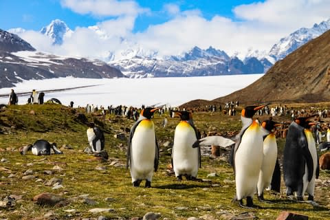 Penguins in South Georgia - Credit: STOCK.ADOBE.COM