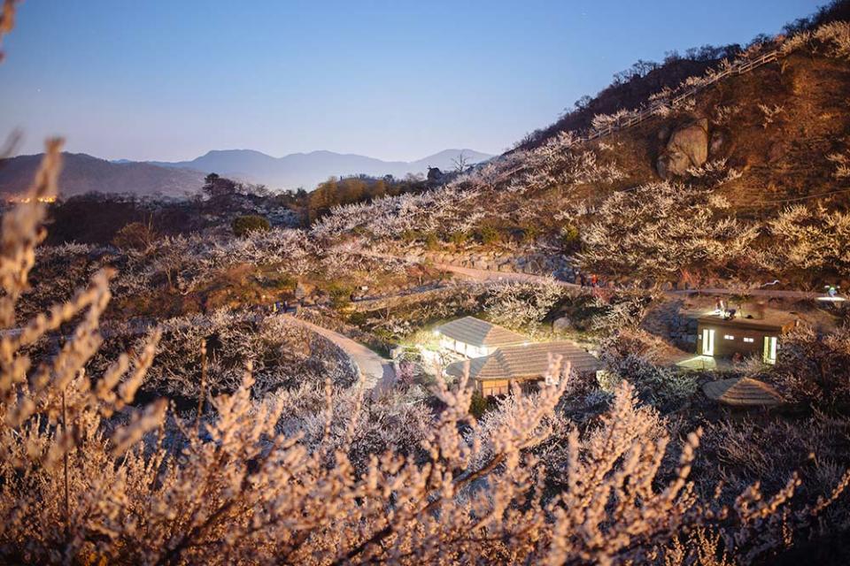 光陽梅花村（Image Source : Getty Creative）