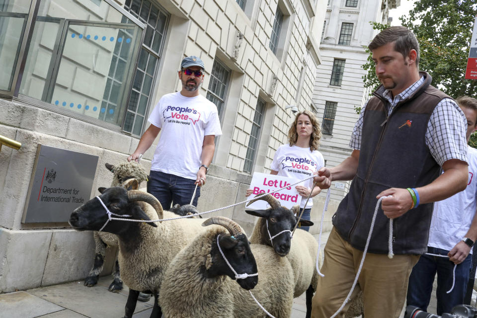 Demonstrators walk a flock of sheep outside British Government's Department of International Trade as part of a protest against Brexit, in central London, Thursday, Aug. 15, 2019. Protestors are walking sheep past government buildings as part of 'Farmers for a People's Vote' to highlight the risk Brexit presents to livestock. (AP Photo/Vudi Xhymshiti)