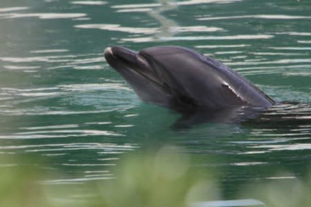 Honey, a bottle-nose dolphin, is seen at abandoned Inubosaki Marine Park Aquarium in Choshi, Japan August 15, 2018. Picture taken August 15, 2018.    PEACE/Handout via REUTERS