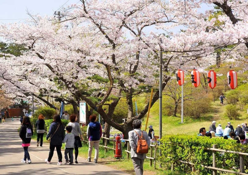 能代公園是秋田縣著名的賞櫻勝地。（圖／秋田白神觀光提供）