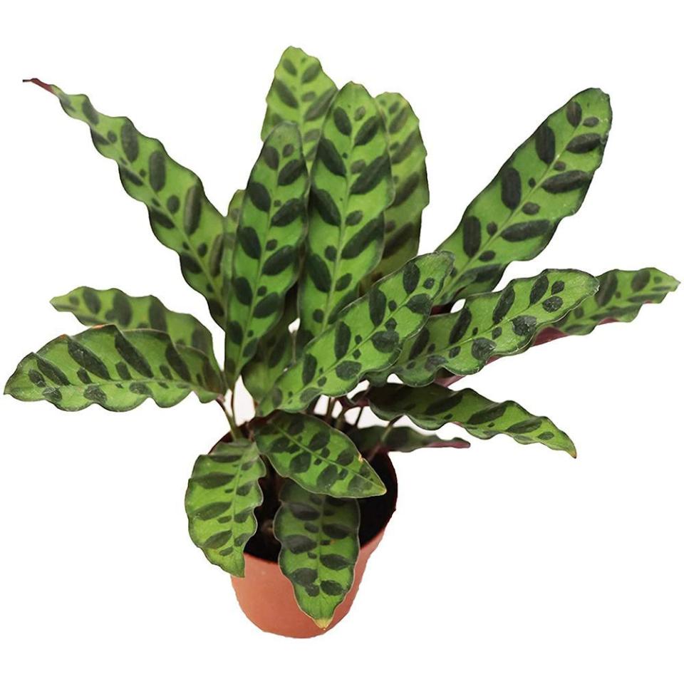 Calathea Rattlesnake Lancifolia