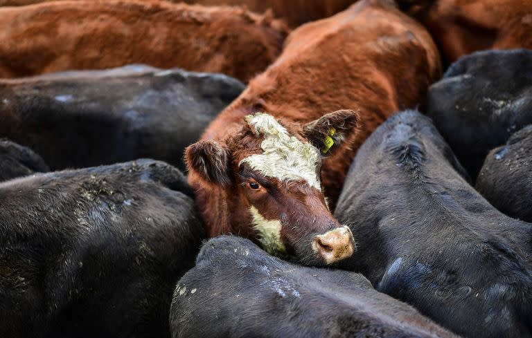 Entre las haciendas livianas el mejor precio fue $350 por kilo y se pagó por un lote de novillitos con 340 kilos de promedio