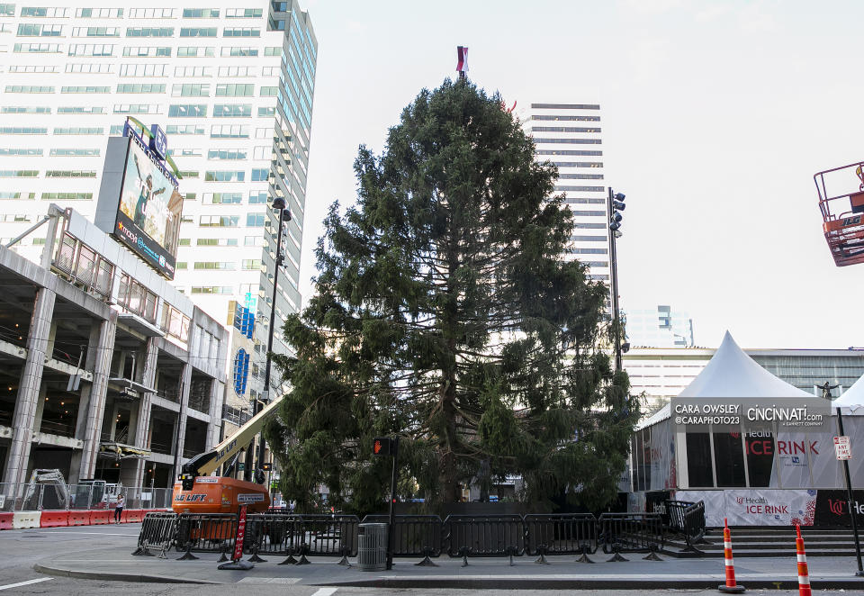 The Christmas Tree at Fountain Square (Cara Owsley / The Cincinnati Enquirer?)