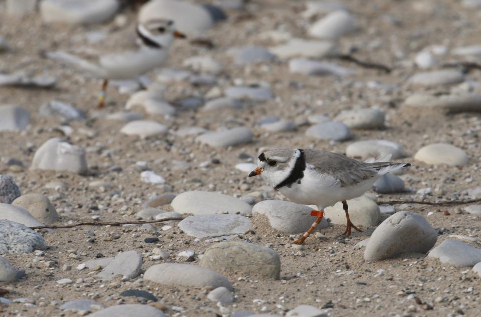 In this May 30, 2019 photo, a piping plover walks on the sand in Glen Haven, Mich. Trouble is brewing for the piping plovers, already one of the Great Lakes region's most endangered species, as water levels surge during a rain-soaked spring that has flooded large areas of the Midwest. (AP Photo/John Flesher)