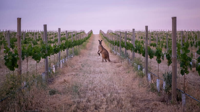 Kangaroo in Barossa Valley vineyard