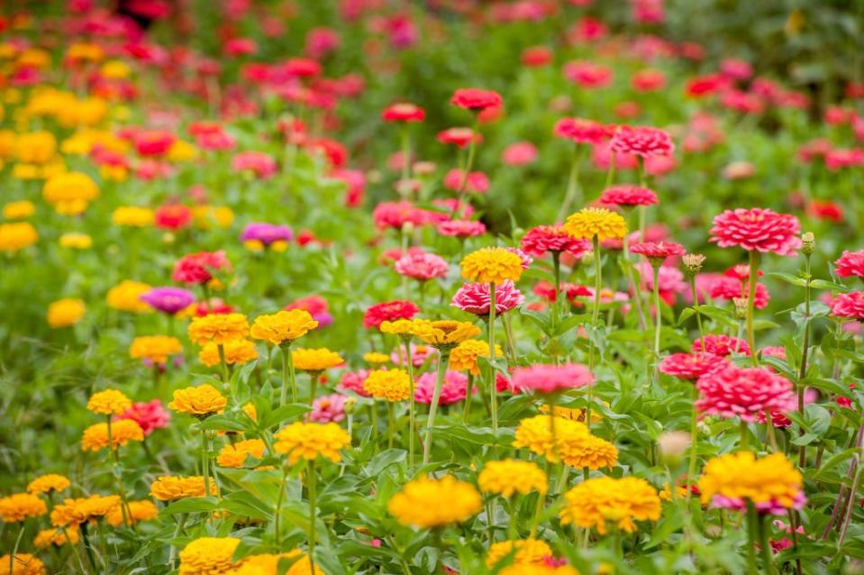 13) Zinnias (Zinnia elegans)