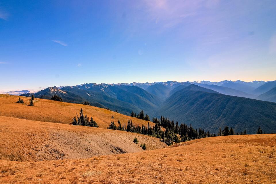 Hurricane Ridge, Washington Scenic View of Mountains, Forests and Meadows with Blue Skies