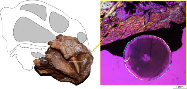 Diictodon tooth