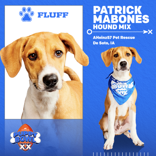 2024 Puppy Bowl: How to watch Team Ruff vs. Team Fluff go paw-to
