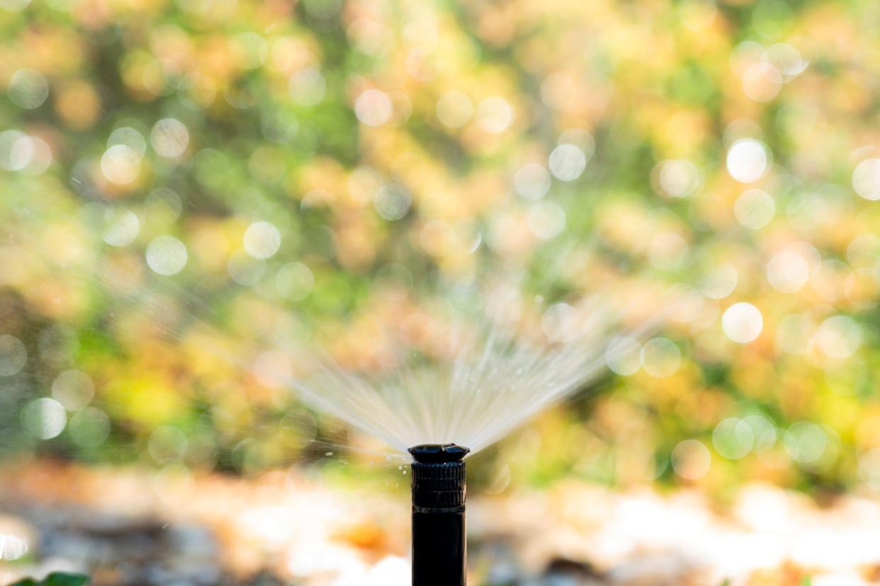 Irrigating at the right amount and the right time can reduce disease problems in your turf.