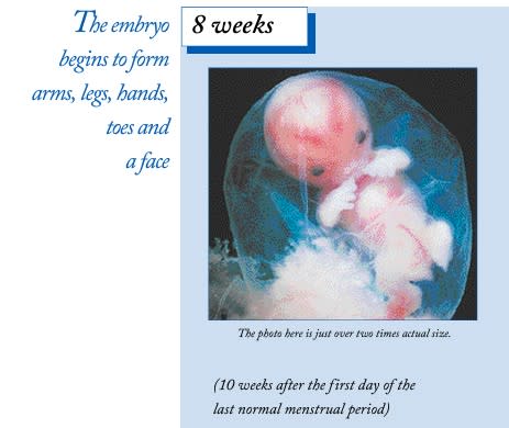 From a brochure page, an image of a fetus at 10 weeks gestation, with text explaining that the embryo has formed ears, fingers and toes
