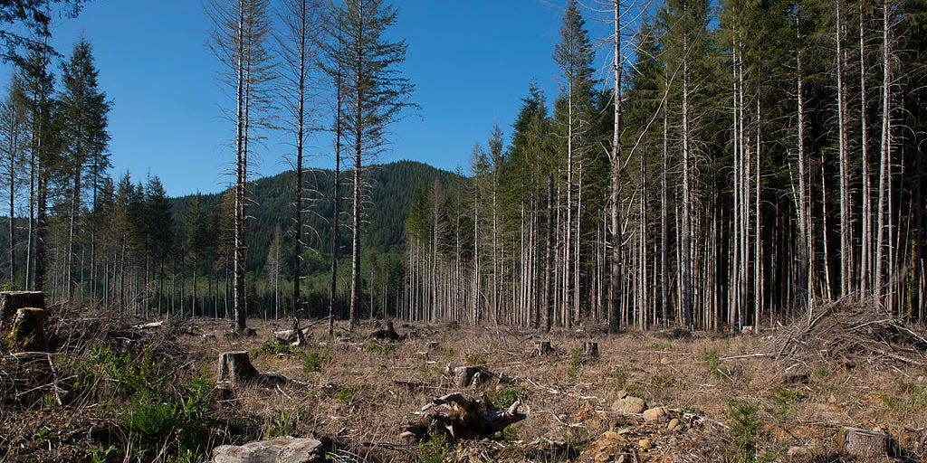 Clear-cut forest near Forks on the Olympic Peninsula in Washington State.