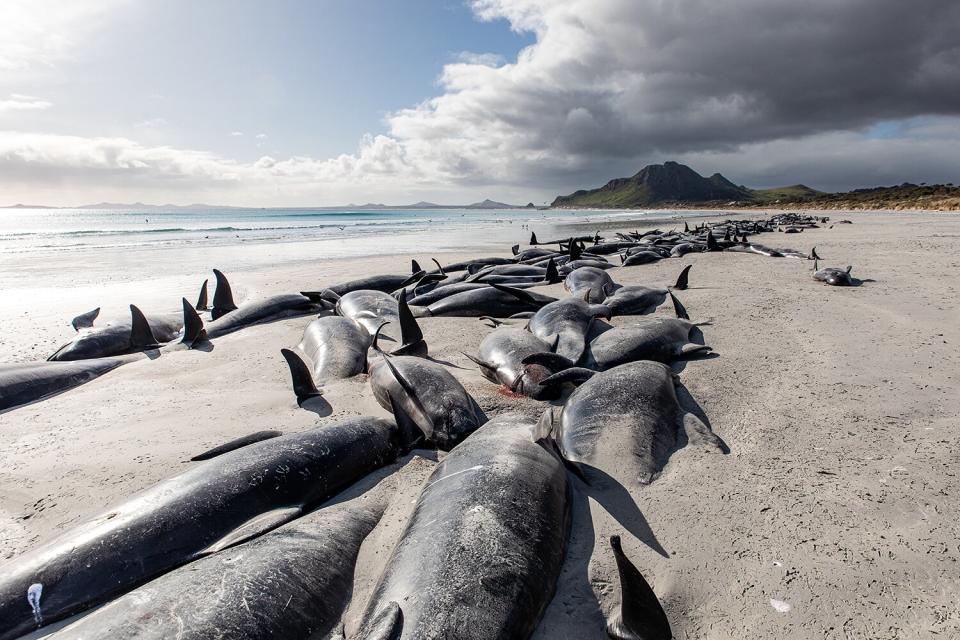 mass pilot whale stranding on Chatham Islands, New Zealand on October 8, 2022