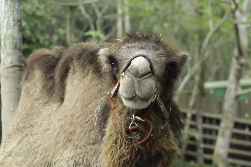 ▲煙雨終於能搬回非洲動物區和家人團聚。（圖／臺北市立動物園 提供）