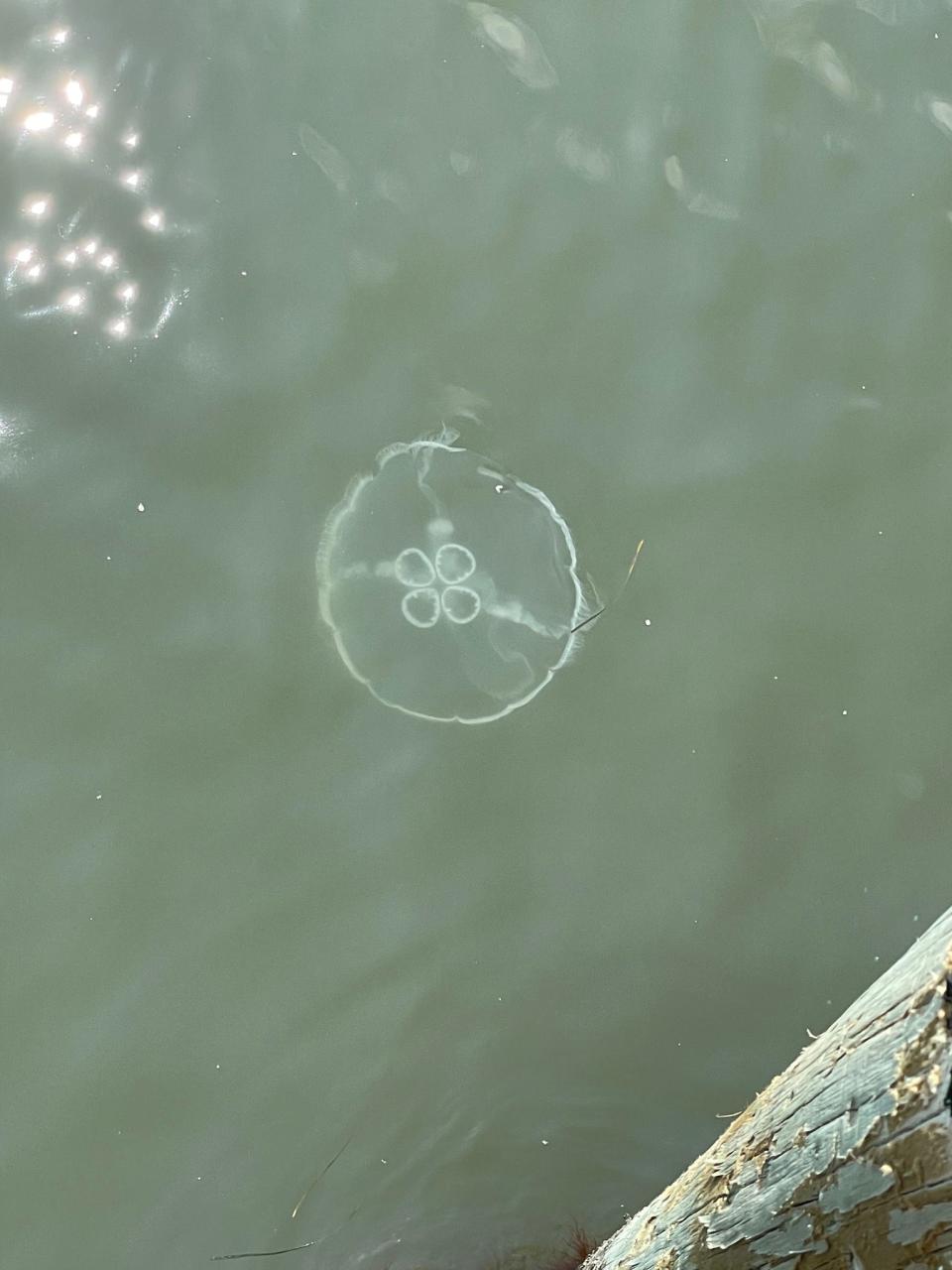 A moon jelly is identifiable by the four circles in the middle of its bell.