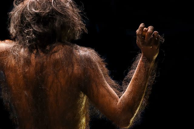 <p>Getty</p> Neanderthal.