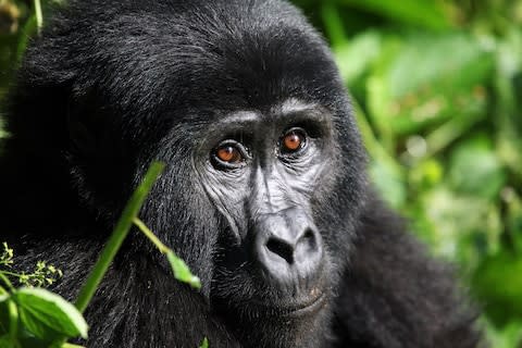 A gorilla in Uganda - Credit: AP