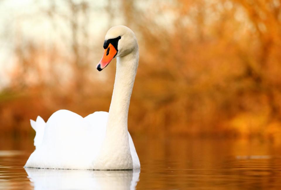 Swan