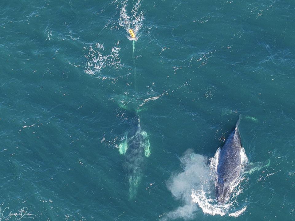 The whale in the ocean at Copacabana trailing the fishing equipment. It is next to another whale in the ocean.